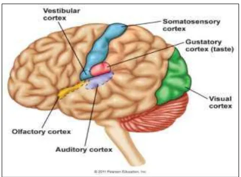 Gambar 2.3 Sistem Somatosentris 