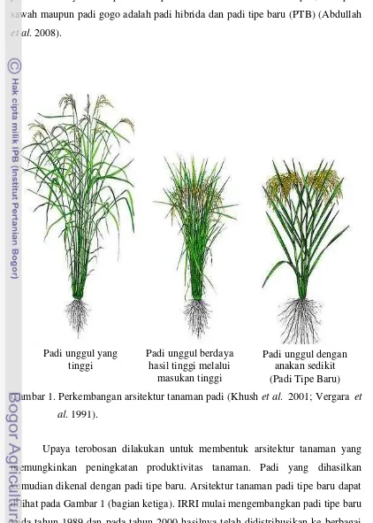 Gambar 1. Perkembangan arsitektur tanaman padi (Khush et al.  2001; Vergara  et 