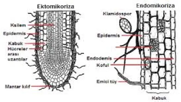 Gambar 1.  Perbedaan cara infeksi antara ektomikoriza dan endomikoriza 
