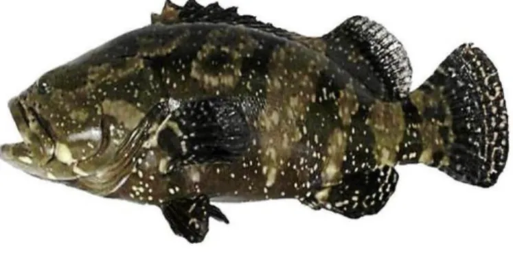 Gambar 1. Ikan Kerapu Cantang.  Sumber : google-image (2018). 