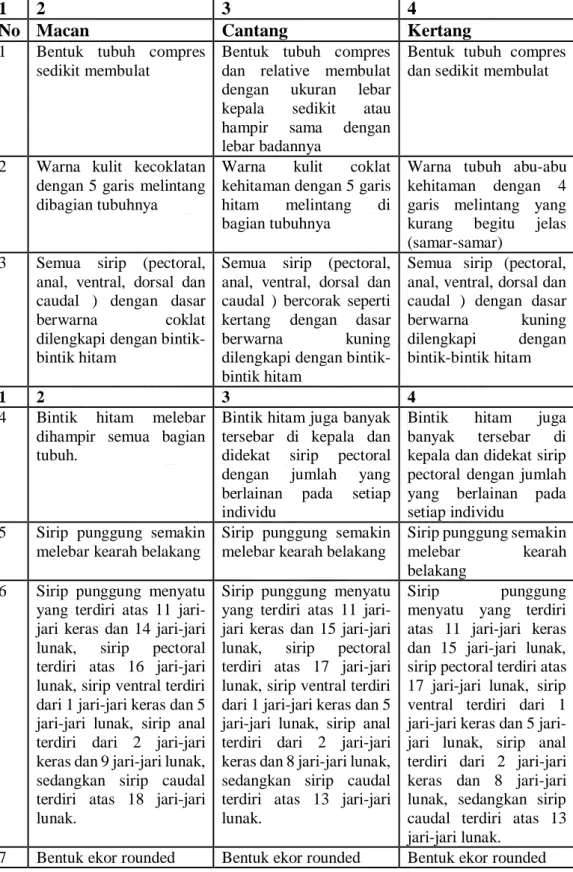 Tabel 1. morfologi dan anatomi kerapu macan, cantang dan ketang 