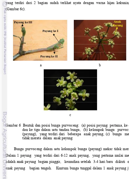 Gambar 6  Bentuk dan posisi bunga purwoceng:  (a) posisi payung  pertama, ke dua 