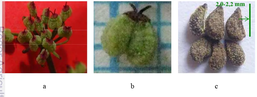 Gambar 7   Buah dan benih purwoceng:  (a) posisi benih dalam  bunga majemuk 