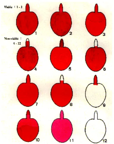 Gambar 3   Penentuan viabilitas benih papaya berdasarkan pola 