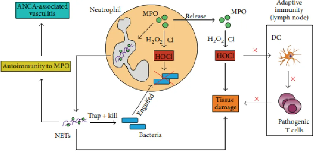 Gambar 2.4 keterlibatan MPO dalam fungsi neutrofil dalam imunitas bawaan dan  adaptif