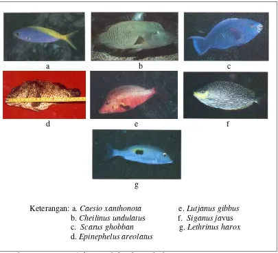Gambar 1. Jenis-jenis ikan konsumsi yang banyak ditemukan di Indonesia 