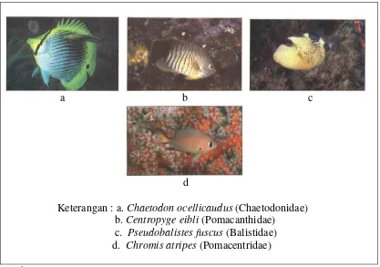 Gambar 2. Jenis-jenis ikan hias yang banyak ditemukan di Indonesia 