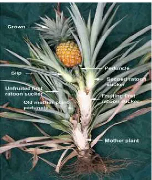 Gambar 2.2 : Bagian-bagian tanaman nanas