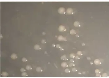 Gambar 2.3 : Streptococcus sanguinis