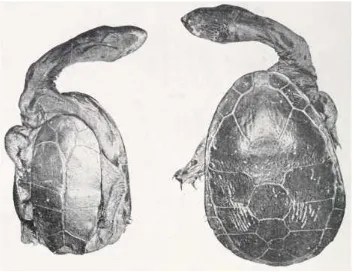 Gambar 3. Bagian carapas dan plastron Chelodina siebenrocki (Werner 1901) 