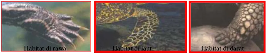 Gambar 4. Bentuk-bentuk kaki kura-kura pada habitat hidupnya 