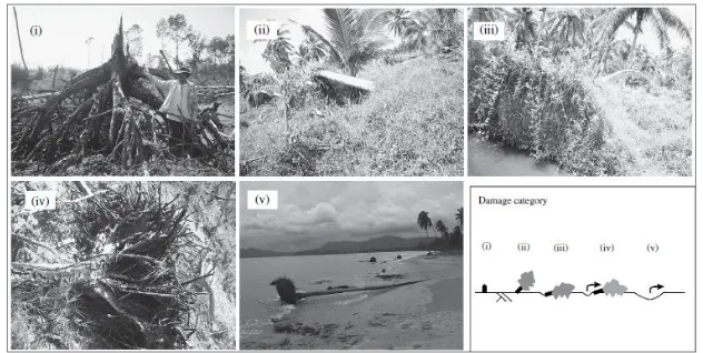 Gambar 1. Pola kerusakan pohon pesisir akibat tsunami (Yanagisawa et al. 2009). 