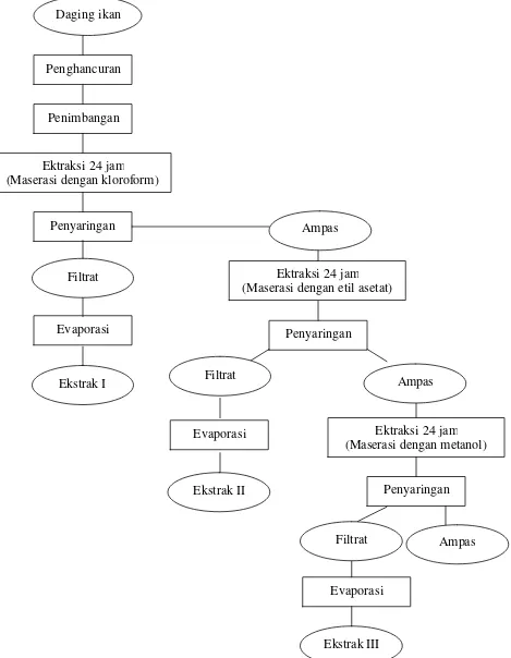 Gambar 4. Diagram alir proses ekstraksi senyawa bioaktif daging ikan laut                     dalam (metode Quinn, 1988, diacu dalam Darusman et al., 1995)