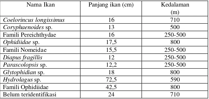 Tabel 5. Panjang ikan dan tingkat kedalaman beberapa ikan laut dalam di perairan  selatan  Jawa 