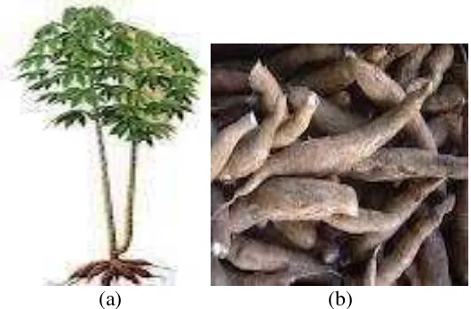 Gambar 1. Pohon singkong (a) dan umbi singkong (b) 