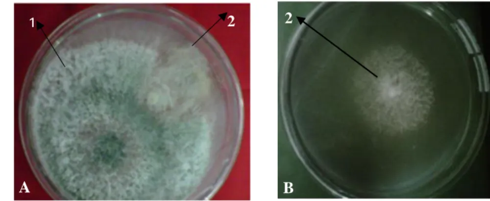 Gambar 3. Uji antagonis Trichoderma sp. isolat JB terhadap S. rolfsii (umur 7 HSI)   A