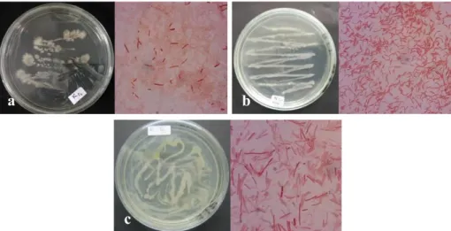 Gambar 4.Penampakan Isolat Bakteri pada Media NA dan secara Mikroskopis perbesaran 100x:   (a) Isolat BKP, (b) Isolat BKA, dan (c) Isolat BKT 