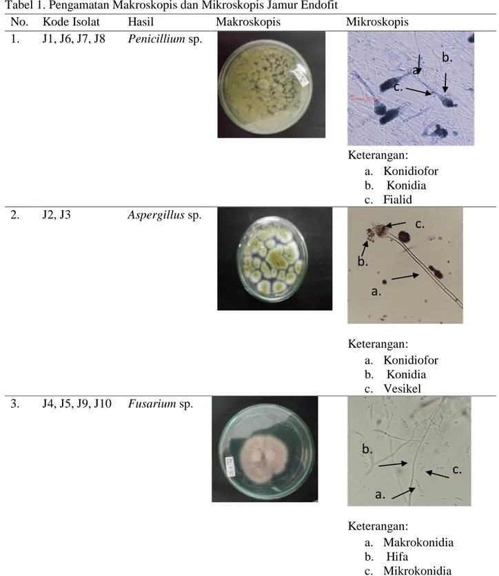 Tabel 1. Pengamatan Makroskopis dan Mikroskopis Jamur Endofit  
