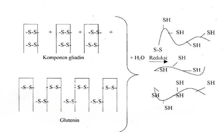 Gambar 4. Reduksi ikatan disulfide oleh Gliadin dan glutenin oleh H2O                    (De Mann, 1997)  