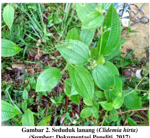 Gambar 2. Seduduk lanang (Clidemia hirta)  