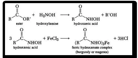 Gambar 12. Reaksi pembentukan asam hidroksamat dan munculnya 