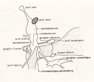 Gambar 4. Otak dan ganglion sub esofagus