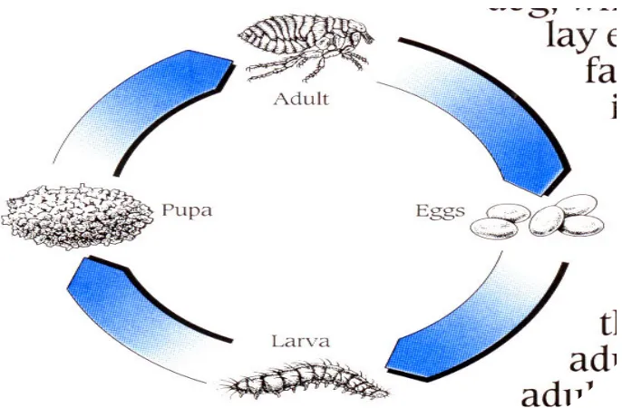 Gambar 3. Daur hidup Flea/pinjal