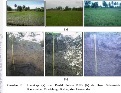 Gambar 11.  Lanskap (a) dan Profil Pedon PNM (b) di Desa Molombulahe Kecamatan Paguyaman Kabupaten Boalemo  