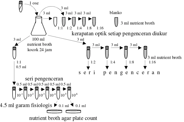 Gambar 6 Penetapan kurva standar populasi bakteri. 