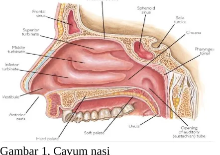 Gambar 1. Cavum nasi