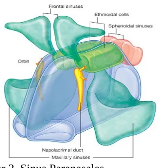 Gambar 2. Sinus Paranasales