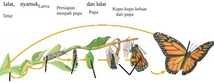 Gambar   tersebut   merupakan   gambar   metamorfosis   kupu-kupu.   Daur   hidup kupu-kupu   biasanya   berada   pada   permukaan   daun