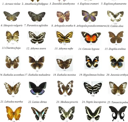 Gambar 1. Spesies Kupu-kupu yang Tertangkap di Tg. Balai Karimun Kabupaten Karimun, Kepulauan  Riau