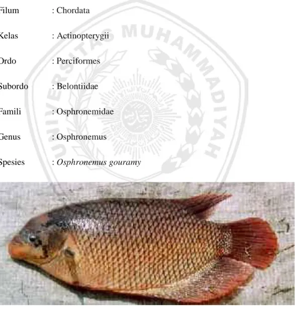 Gambar 1. Ikan Gurami (Osphronemus gouramy). (Khairuman, 2008) 