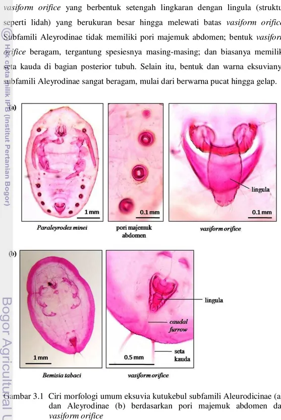 Gambar 3.1  Ciri morfologi umum eksuvia kutukebul subfamili Aleurodicinae (a),  dan  Aleyrodinae  (b)  berdasarkan  pori  majemuk  abdomen  dan 