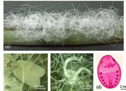 Gambar  3.3    Koloni  A.  destructor  pada  permukaan  bawah  daun  kelapa  (a),  imago (b), pupa (c), dan eksuvia (d) A