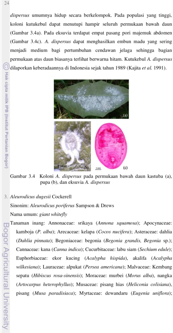 Gambar  3.4    Koloni  A.  dispersus  pada  permukaan  bawah  daun  kastuba  (a),  pupa (b), dan eksuvia A