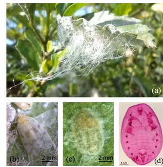 Gambar  3.5    Koloni  A.  dugesii  pada  permukaan  bawah  daun  kembang  sepatu  (a), imago (b), pupa (c), dan eksuvia (d) A