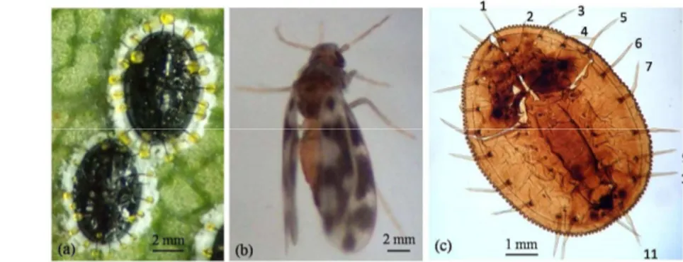 Gambar  3.8    Pupa  (a)  dan  imago  (b)  A.  spiniferus  pada  daun  nangka,  serta  eksuvia A