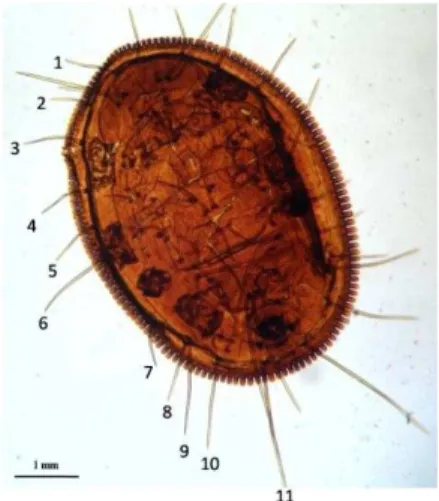 Gambar 3.9  Eksuvia A. woglumi 