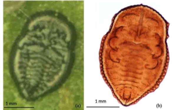 Gambar 3.10  Pupa (a) dan eksuvia (b) A. aucubae 