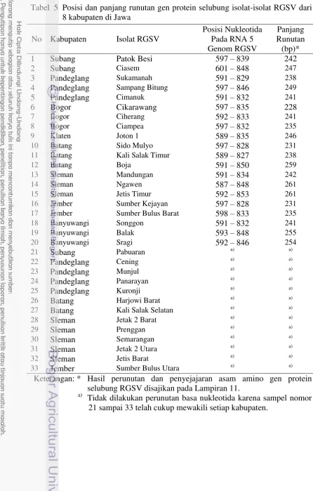 Tabel  5  Posisi dan panjang runutan gen protein selubung isolat-isolat RGSV dari 8 kabupaten di Jawa   