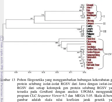 Gambar  13  Pohon filogenetika yang menggambarkan hubungan kekerabatan gen 
