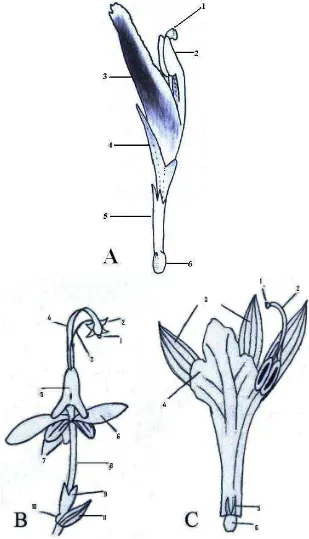 Gambar 2.1 Bunga Zingiberaceae. A. Etlingera littoralis, 1. stigma, 2. anther, 3. lip,  4