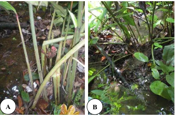 Gambar 4.2 Jenis Zingiberaceae yang berada di sekitar alur sungai, Plagiostachys          bracteolata (A), Zingiber multibracteatum (B)