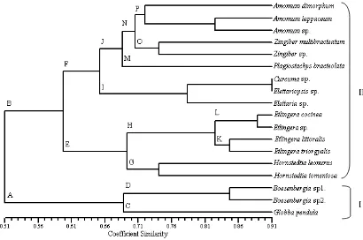 Gambar 4.6 Phenogram Jenis-Jenis Zingiberaceae 