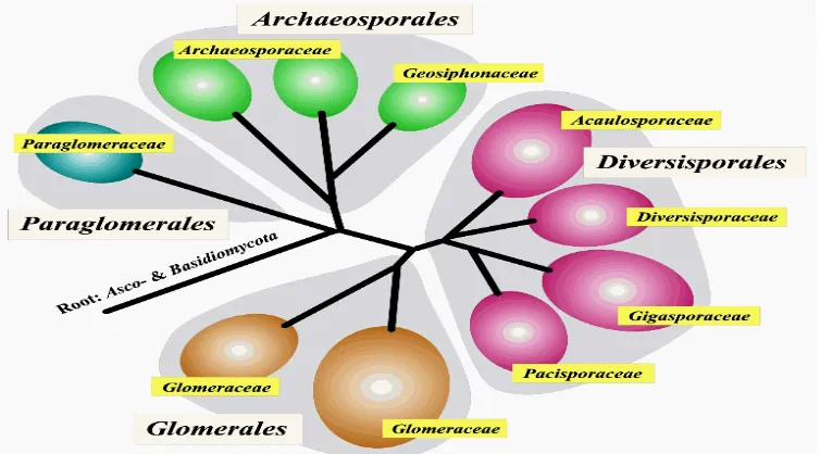 Gambar 1  Struktur taksonomi secara umum pada CMA dan kaitannya        dengan Cendawan lain berdasarkan urutan gen SSU rRNA         (Walker & Schüßler 2004)