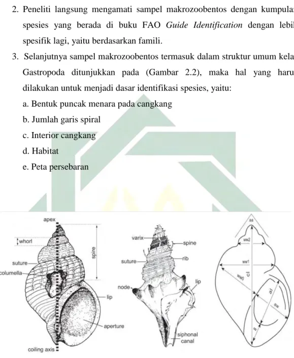Gambar 2.2 Struktur Umum Kelas Gastropoda  (Sumber : Carpenter, 1998) 