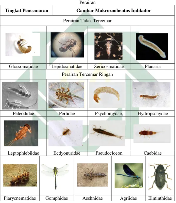 Tabel 2.6 Gambar Makrozoobentos Indikator untuk menilai pada Tingkat Kualitas  Perairan 