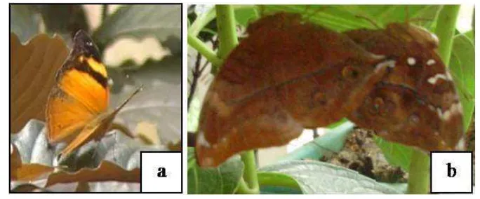 Gambar 2.2  Doleschallia bisaltide (a) bagian punggung sayap (b) imago jantan (kanan) dan betina (kiri) 